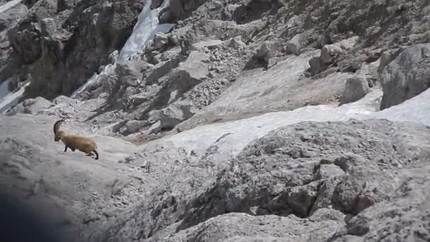 Grupy górskie kóz na skalistym zboczu — Wideo stockowe