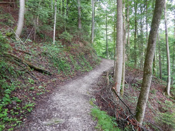 beautful Alp doğada hiking