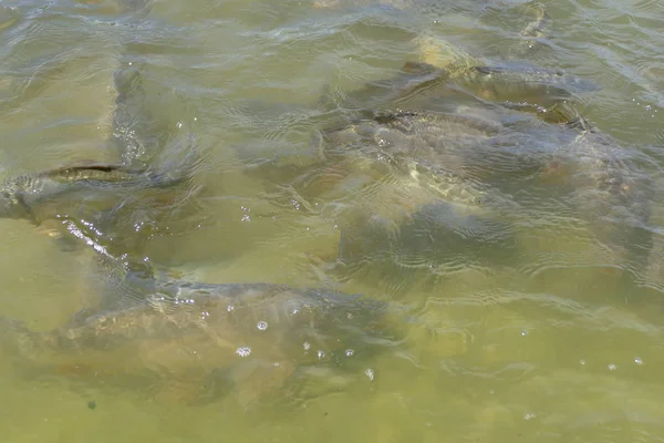 Detalle de muchos peces en un lago — Foto de Stock