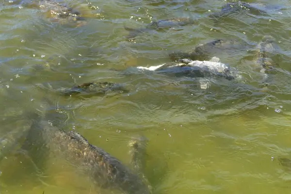 Détail de nombreux poissons dans un lac — Photo