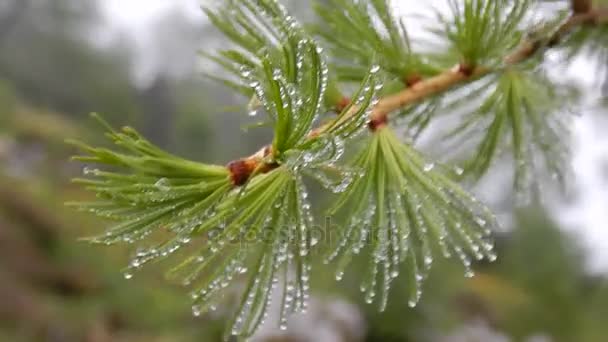 Detail od een groene lariks tak — Stockvideo