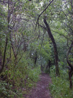 derin ıslak orman üzerinde iz