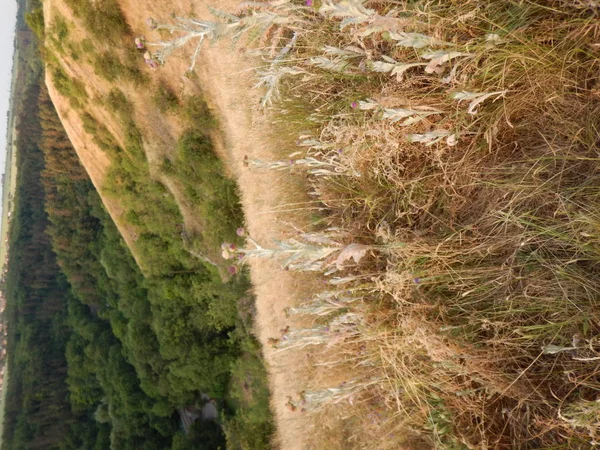 Louka s zelené a suché trávy — Stock fotografie