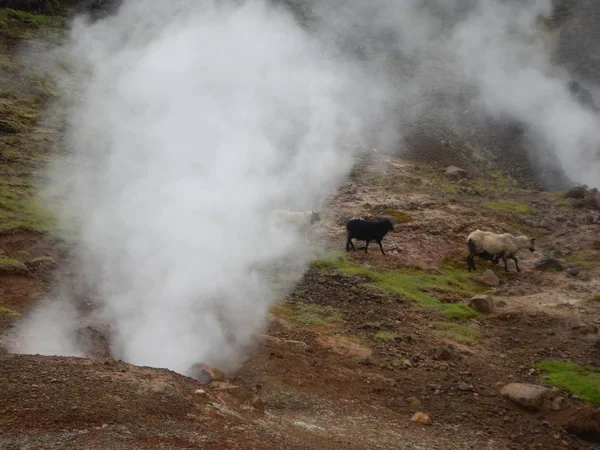 Hveragerdi valey de córregos quentes e cachoeiras na Islândia — Fotografia de Stock