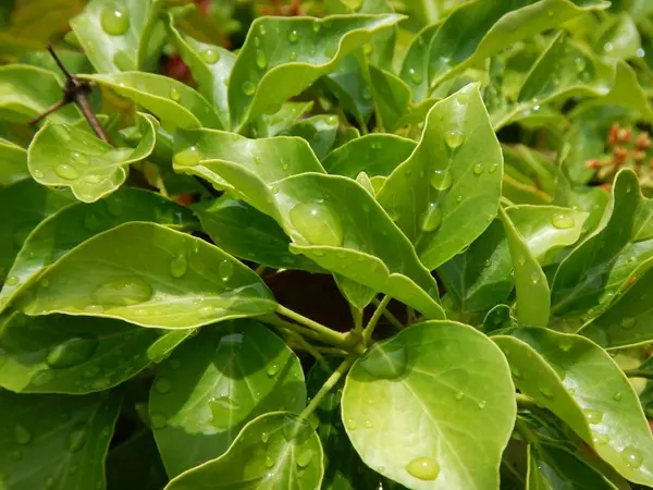 El detalle de las hojas de la planta verde —  Fotos de Stock
