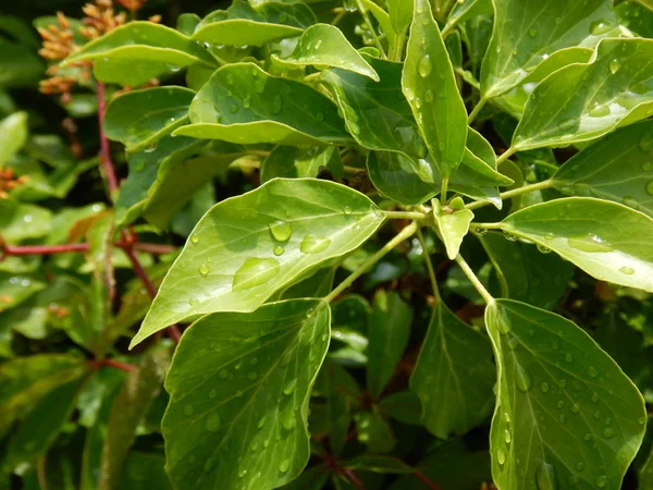El detalle de las hojas de la planta verde —  Fotos de Stock
