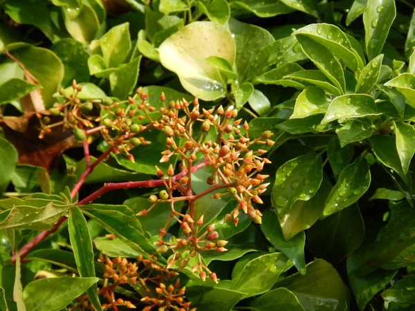 Detalj av bladen av en grön växt — Stockfoto