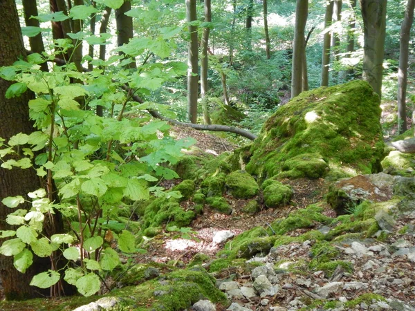 나무와 푸른 잎 이 있는 숲 — 스톡 사진