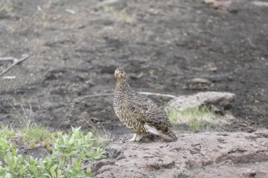 İzlanda'daki laugavegur iz hiking içinde doğa