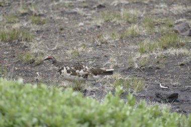 İzlanda'daki laugavegur iz hiking içinde doğa