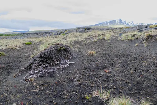 Natura w pieszej szlak laugavegur w Islandii — Zdjęcie stockowe