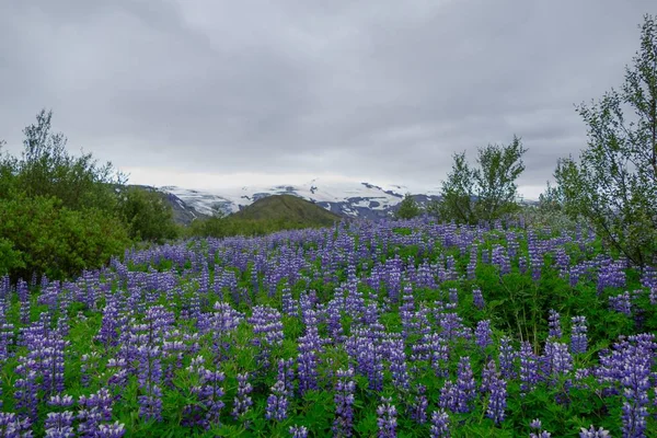 Nature dans la randonnée le sentier de laugavegur en Islande — Photo