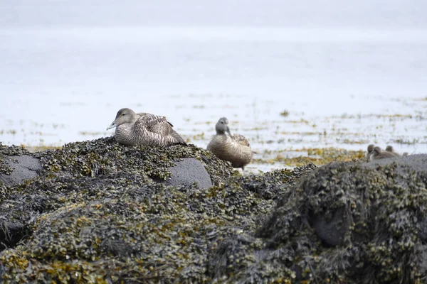 Water birsd habitat at the sea shore — Stock Photo, Image