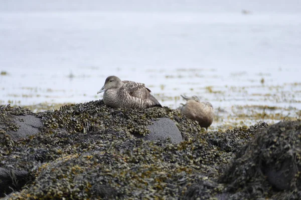 Водне середовище проживання птахів на березі моря — стокове фото