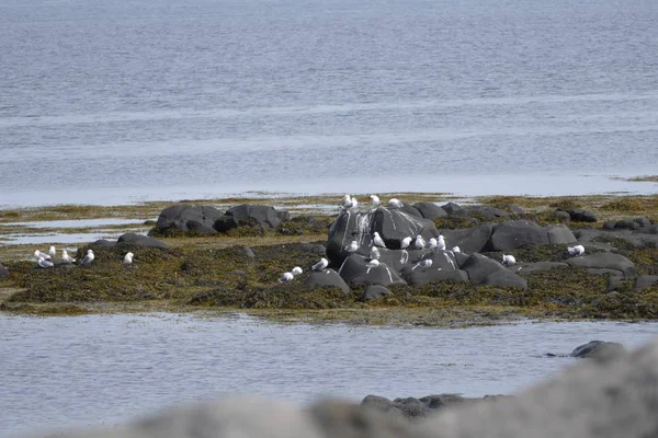 Hábitat de aves acuáticas en la orilla del mar — Foto de Stock