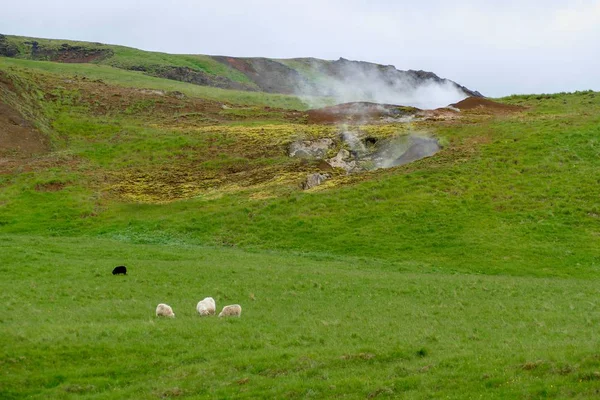 Hveragerði völgy forró vizek Izlandon — Stock Fotó