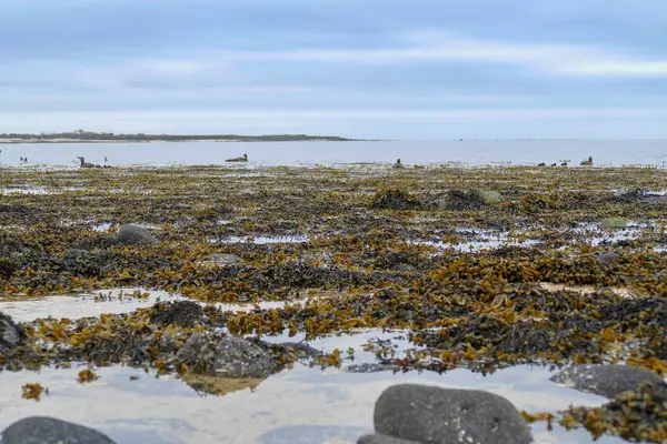 Vody birsd stanoviště na břehu moře — Stock fotografie