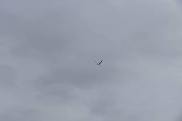Deniz üstünde havada uçan martı — Stok fotoğraf