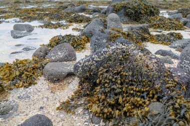 İzlanda'daki Bratislava taşlı kıyıda