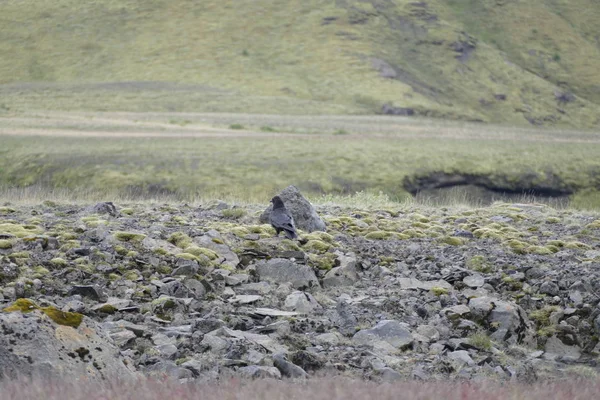 Pájaro salvaje en un hermoso paisaje icelandés — Foto de Stock