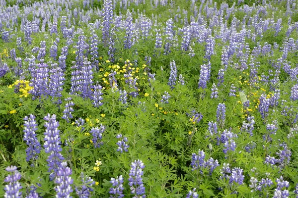 Lupina violeta planta no original traída a iceland —  Fotos de Stock