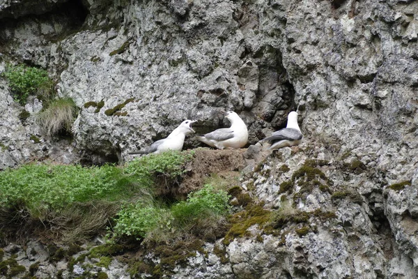 güzel bir İzlanda manzara içinde yabani kuş
