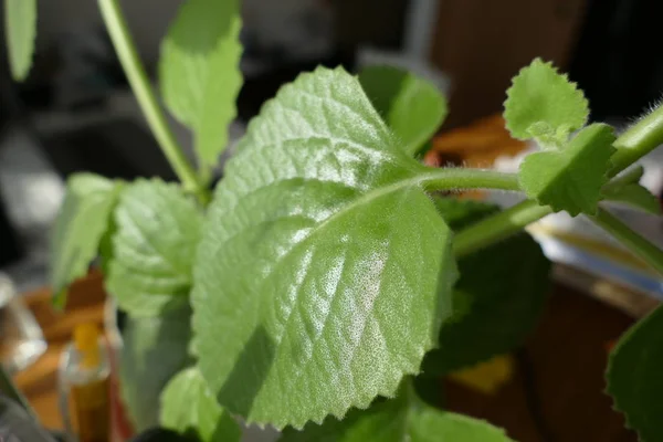 Πράσινα φύλλα της plectranthus amboinicus — Φωτογραφία Αρχείου