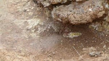 İzlanda'daki jeotermal yerlesim hveragerdi