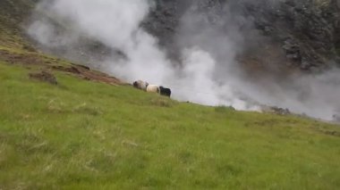 İzlanda'daki jeotermal yerlesim hveragerdi