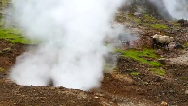 Geotermální lokalitě hveragerdi na Islandu — Stock video