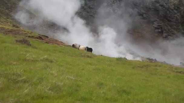 Geothermische plaats hveragerdi in IJsland — Stockvideo