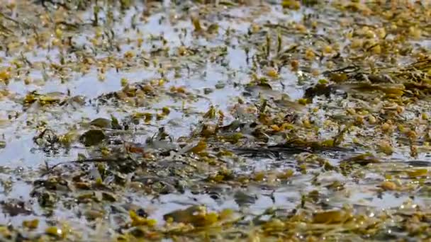 Green algae moving in calm water — Stock Video