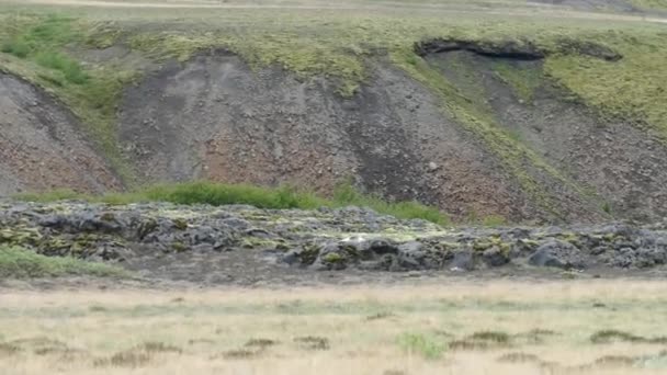 Vild fågel i den isländska naturen — Stockvideo