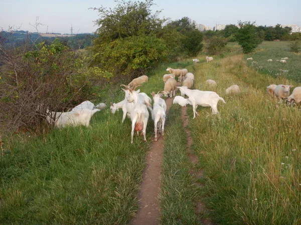 Grupo de ovejas en un prado verde — Foto de Stock