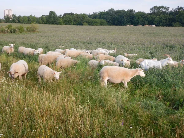 Groupe de moutons sur une prairie verte — Photo