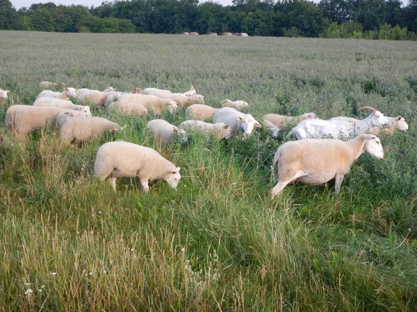 Группа овец на зеленом лугу — стоковое фото