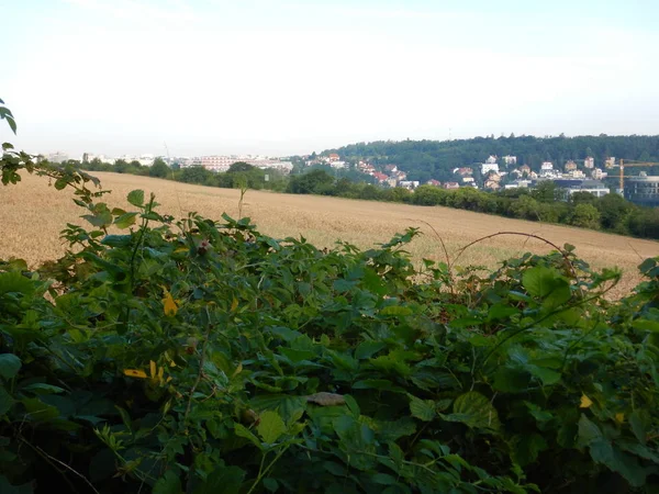 Goldenes Weizenfeld in einem heißen Sommer — Stockfoto