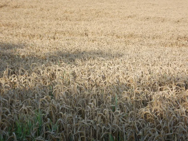 Złote pole od pszenicy w gorącym lecie — Zdjęcie stockowe