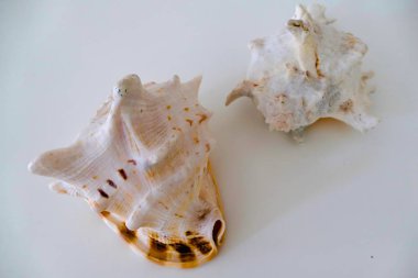  güzel deniz kabukları beyaz bir tablo