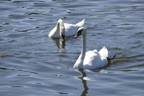 Cigni bianchi su un fiume — Foto Stock