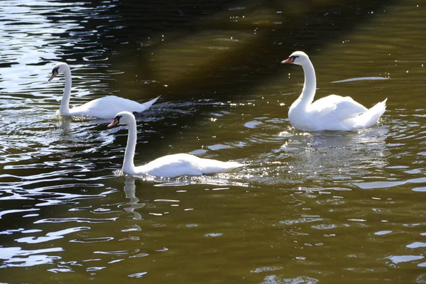 Белые лебеди на реке — стоковое фото