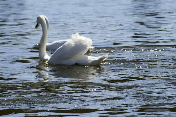 Белые лебеди на реке — стоковое фото