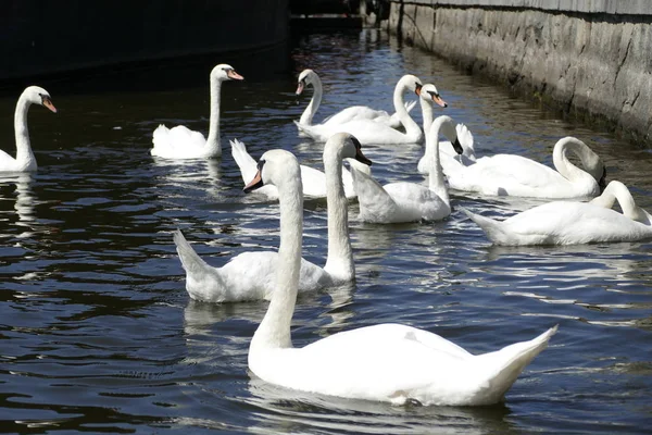 Cisnes brancos em um rio — Fotografia de Stock