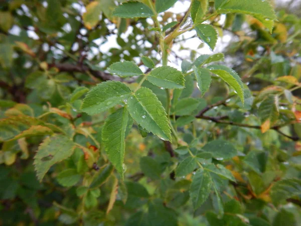 Détail d'une branche aux feuilles vertes et goutte d'eau — Photo