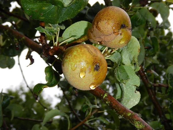 El detalle de la pera sobre la rama del árbol — Foto de Stock