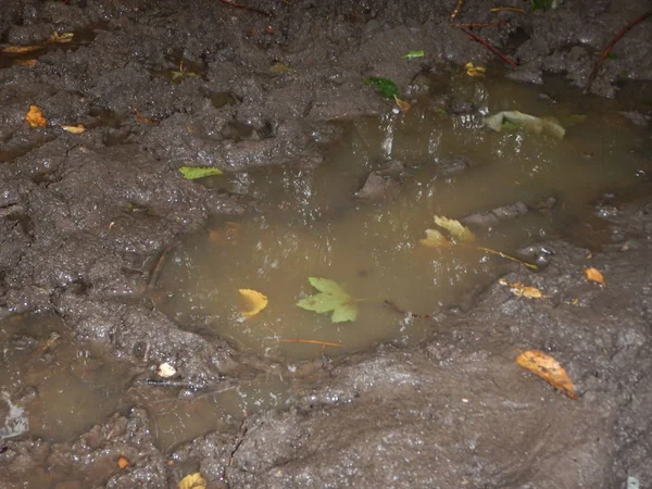 泥泞的池塘在秋天 — 图库照片