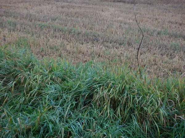 Campo colhido vazio em um dia chuvoso — Fotografia de Stock