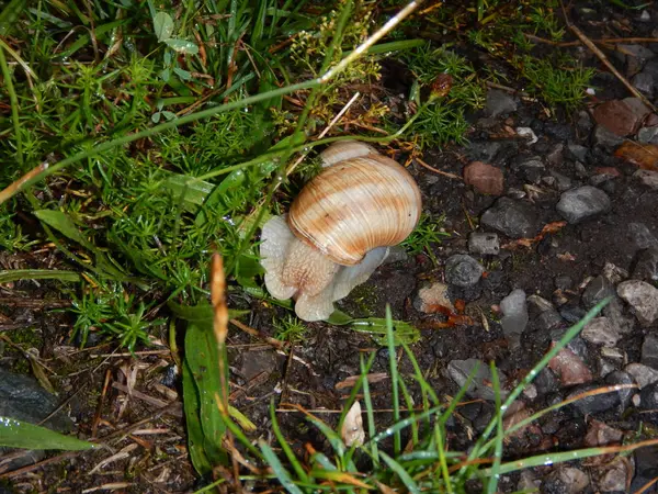 Lumaca con la sua casa mobile in erba bagnata — Foto Stock