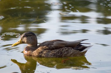 doğada bir göl üzerinde ördek