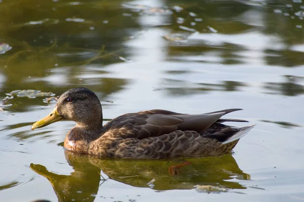doğada bir göl üzerinde ördek